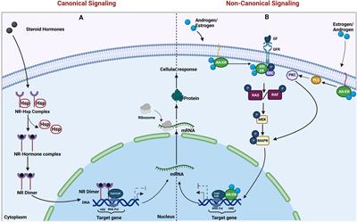 To block or not to block—hormonal signaling in the treatment of cancers